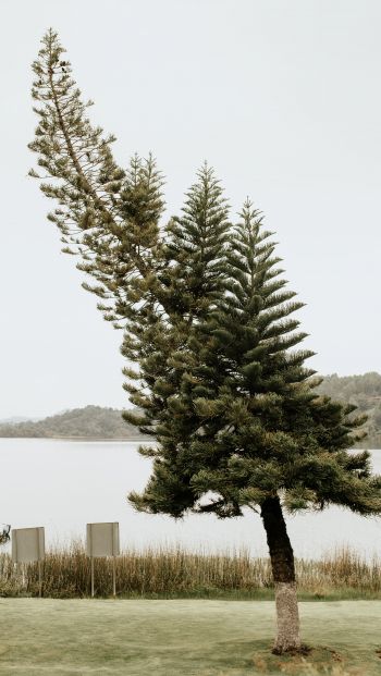 Обои 640x1136 одинокое дерево, озеро