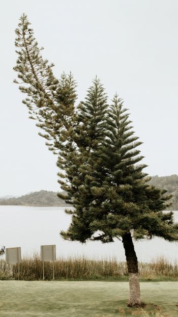 Обои 750x1334 одинокое дерево, озеро