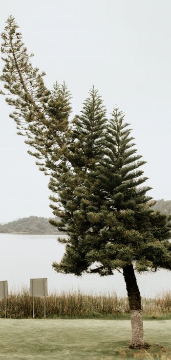 Обои 720x1520 одинокое дерево, озеро