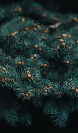 pine, branches, green Wallpaper 600x1024