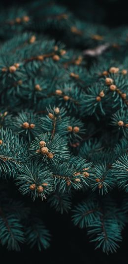 pine, branches, green Wallpaper 1440x2960
