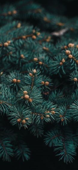 pine, branches, green Wallpaper 1284x2778
