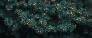 pine, branches, green Wallpaper 2560x1080