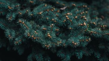 pine, branches, green Wallpaper 1600x900
