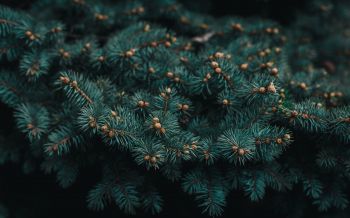 pine, branches, green Wallpaper 1920x1200