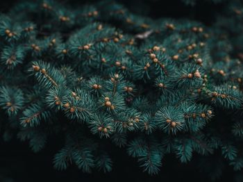 pine, branches, green Wallpaper 1024x768