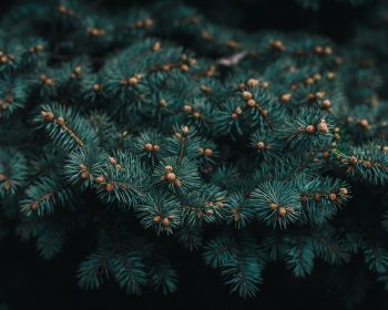pine, branches, green Wallpaper 1280x1024