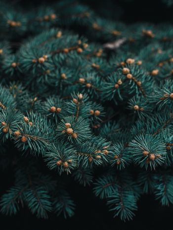 pine, branches, green Wallpaper 1536x2048