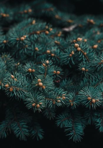 pine, branches, green Wallpaper 1640x2360