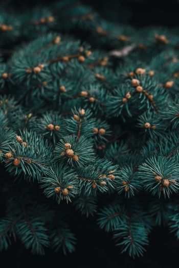 pine, branches, green Wallpaper 640x960
