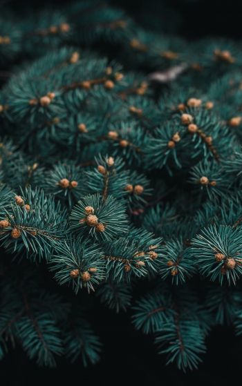 pine, branches, green Wallpaper 1752x2800