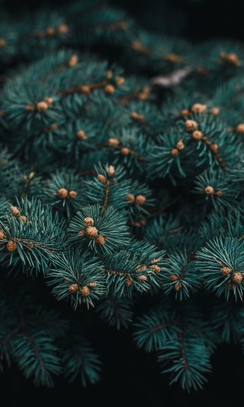 pine, branches, green Wallpaper 1200x2000