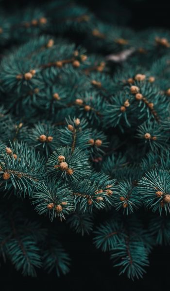 pine, branches, green Wallpaper 600x1024