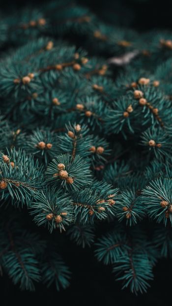 pine, branches, green Wallpaper 640x1136
