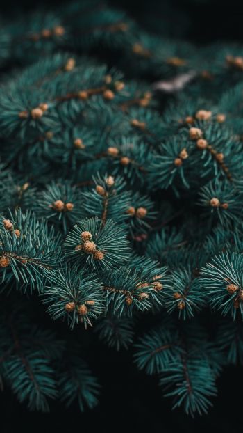 pine, branches, green Wallpaper 1440x2560