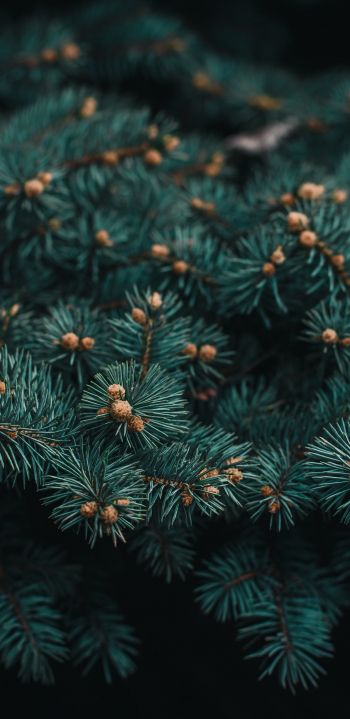 pine, branches, green Wallpaper 1080x2220
