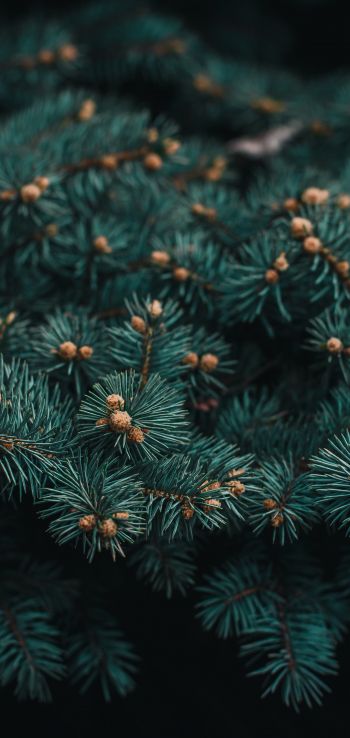 pine, branches, green Wallpaper 1440x3040