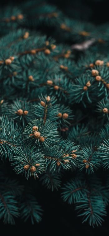 pine, branches, green Wallpaper 1080x2340