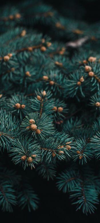 pine, branches, green Wallpaper 1080x2400