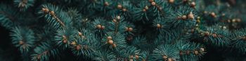 pine, branches, green Wallpaper 1590x400