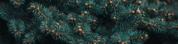 pine, branches, green Wallpaper 1590x400