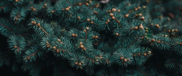 pine, branches, green Wallpaper 3440x1440