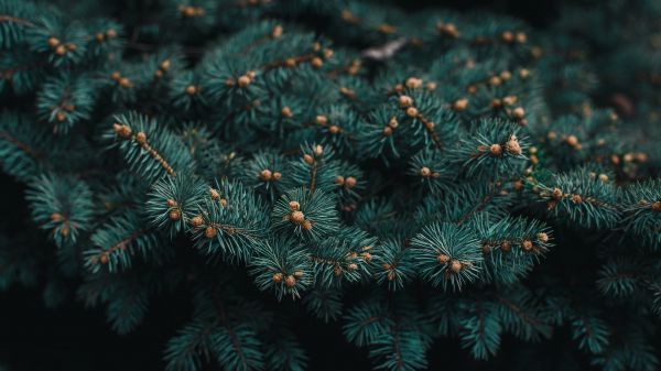 pine, branches, green Wallpaper 3840x2160