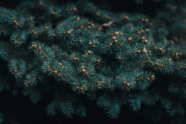 pine, branches, green Wallpaper 5472x3648