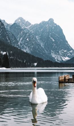 swan, lake, mountains Wallpaper 600x1024