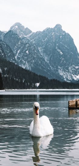 swan, lake, mountains Wallpaper 1440x3040