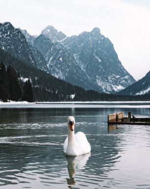 swan, lake, mountains Wallpaper 3045x3852