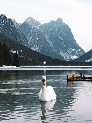 swan, lake, mountains Wallpaper 1536x2048