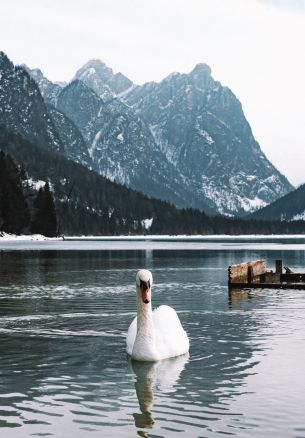 swan, lake, mountains Wallpaper 1640x2360