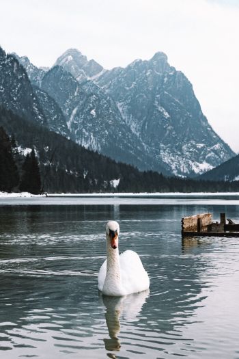 swan, lake, mountains Wallpaper 640x960