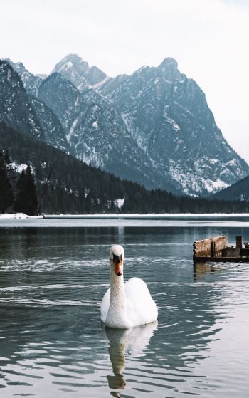 swan, lake, mountains Wallpaper 1752x2800