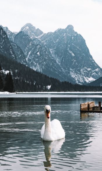 swan, lake, mountains Wallpaper 1200x2000