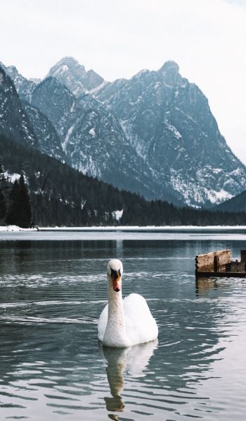 swan, lake, mountains Wallpaper 600x1024