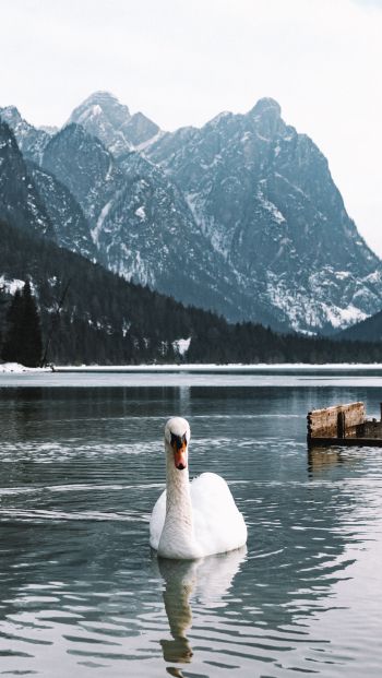 swan, lake, mountains Wallpaper 640x1136