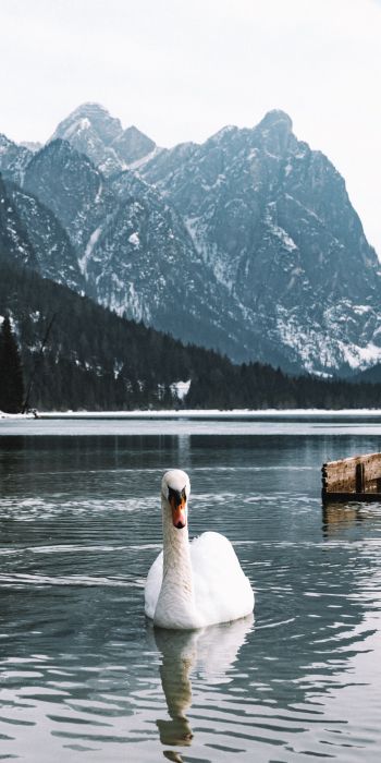 swan, lake, mountains Wallpaper 720x1440