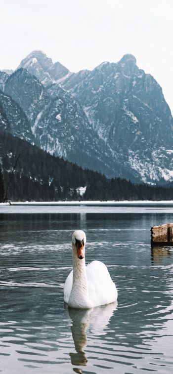 swan, lake, mountains Wallpaper 1125x2436