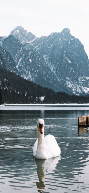 swan, lake, mountains Wallpaper 1080x2340