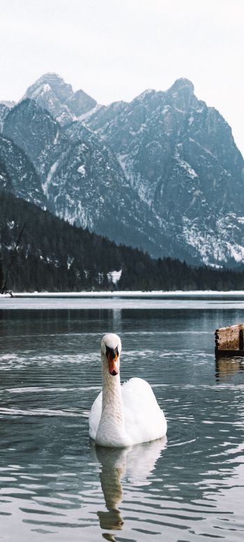 swan, lake, mountains Wallpaper 1080x2400