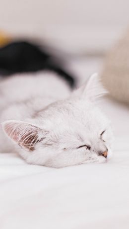 kitten, pet Wallpaper 640x1136