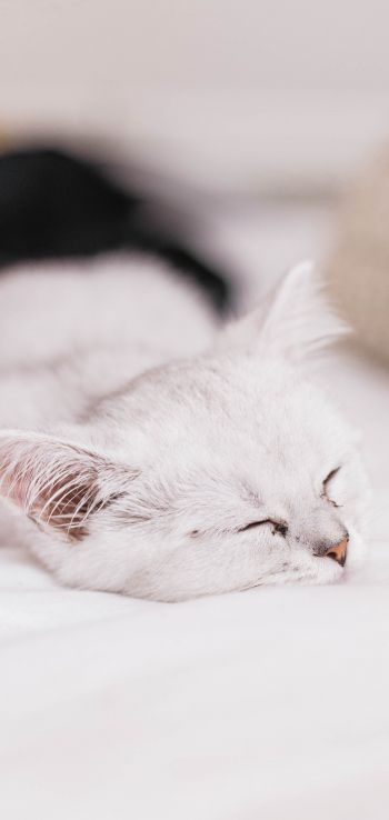 kitten, pet Wallpaper 1080x2280