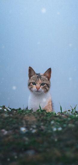 Обои 720x1520 кошка, снег, трава