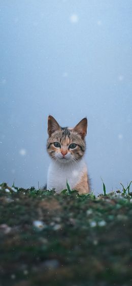 cat, snow, grass Wallpaper 1080x2340