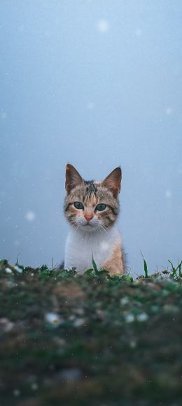 Обои 1080x2400 кошка, снег, трава