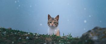 cat, snow, grass Wallpaper 3440x1440
