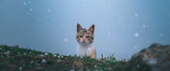 cat, snow, grass Wallpaper 2560x1080