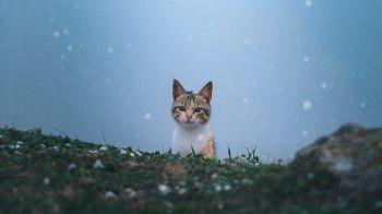 cat, snow, grass Wallpaper 2048x1152